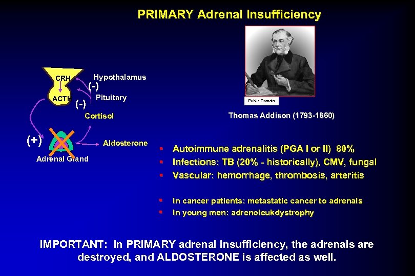 PRIMARY Adrenal Insufficiency Hypothalamus CRH ACTH (-) Pituitary Public Domain Thomas Addison (1793 -1860)