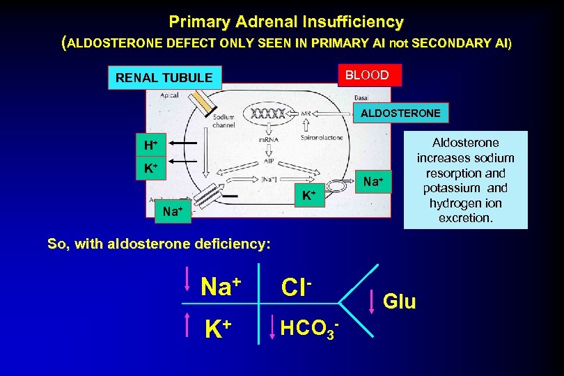 Primary Adrenal Insufficiency (ALDOSTERONE DEFECT ONLY SEEN IN PRIMARY AI not SECONDARY AI) BLOOD
