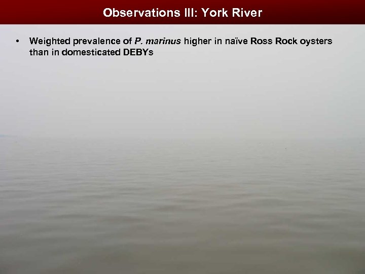 Observations III: York River • Weighted prevalence of P. marinus higher in naïve Ross