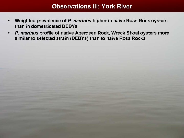 Observations III: York River • • Weighted prevalence of P. marinus higher in naïve