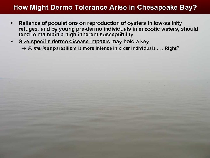 How Might Dermo Tolerance Arise in Chesapeake Bay? • • Reliance of populations on