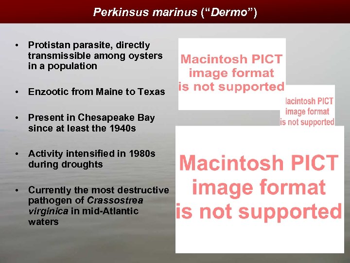 Perkinsus marinus (“Dermo”) • Protistan parasite, directly transmissible among oysters in a population •