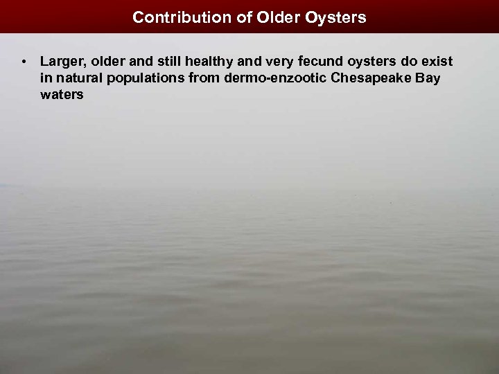 Contribution of Older Oysters • Larger, older and still healthy and very fecund oysters
