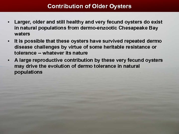 Contribution of Older Oysters • Larger, older and still healthy and very fecund oysters