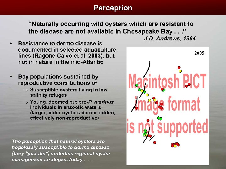 Perception “Naturally occurring wild oysters which are resistant to the disease are not available