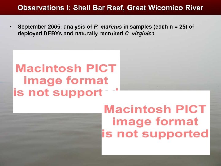 Observations I: Shell Bar Reef, Great Wicomico River • September 2005: analysis of P.