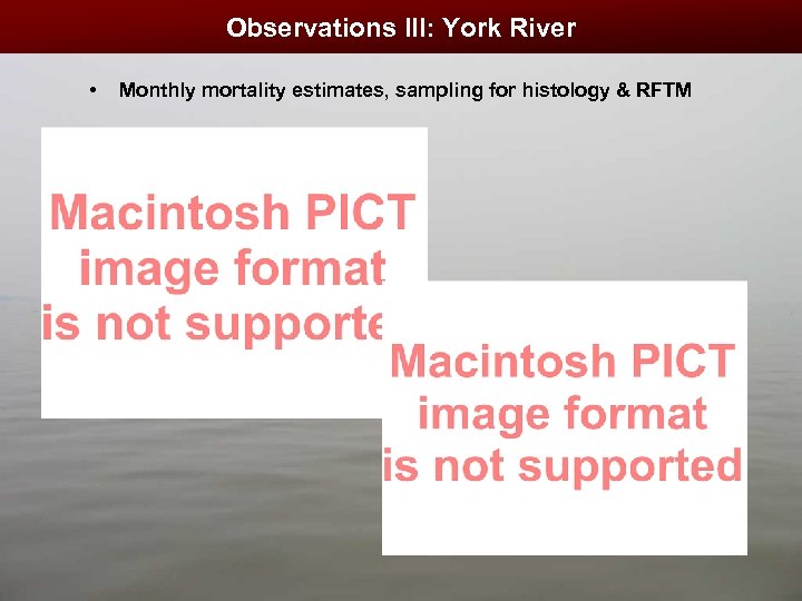 Observations III: York River • Monthly mortality estimates, sampling for histology & RFTM 