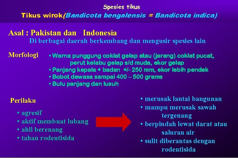 Spesies tikus Tikus wirok(Bandicota bengalensis = Bandicota indica) Asal : Pakistan dan Indonesia Di