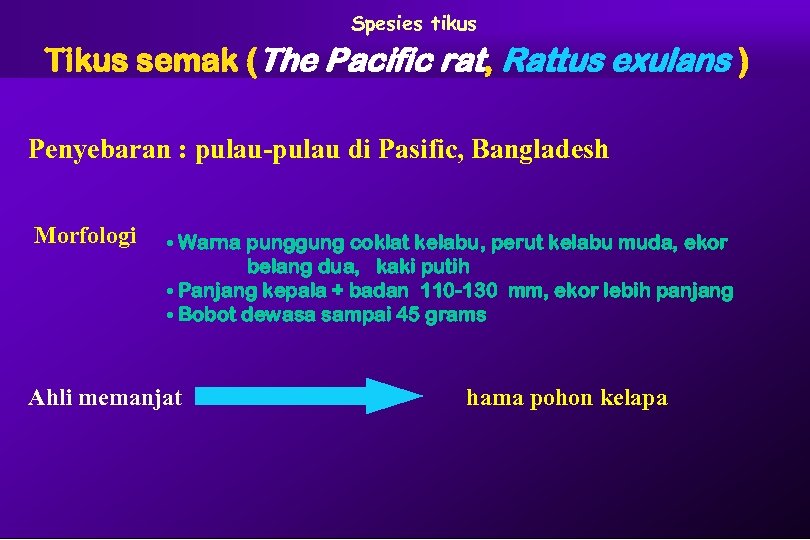Spesies tikus Tikus semak (The Pacific rat, Rattus exulans ) Penyebaran : pulau-pulau di