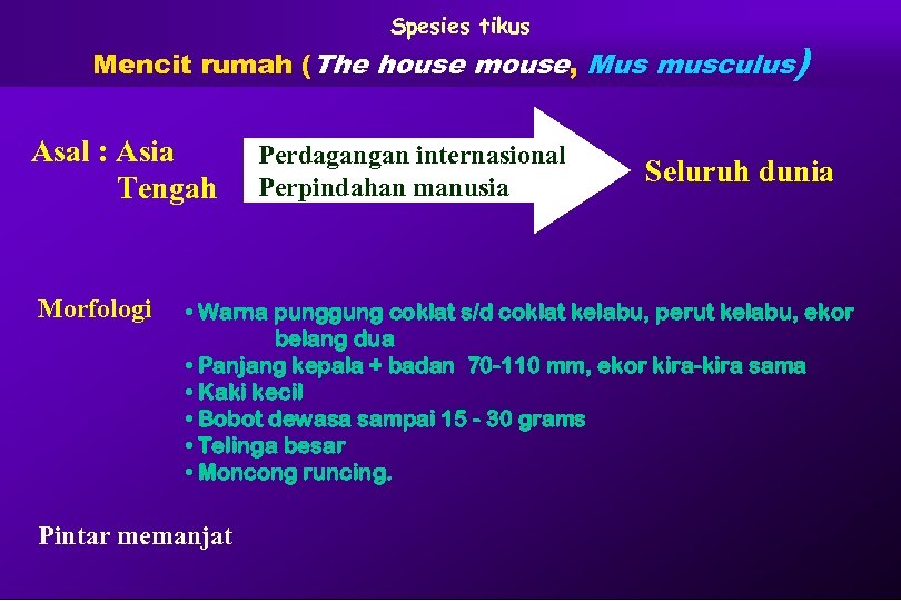 Spesies tikus Mencit rumah (The house mouse, Mus musculus) Asal : Asia Tengah Morfologi