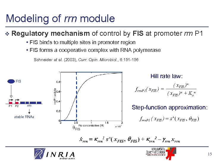 Modeling of rrn module v Regulatory mechanism of control by FIS at promoter •
