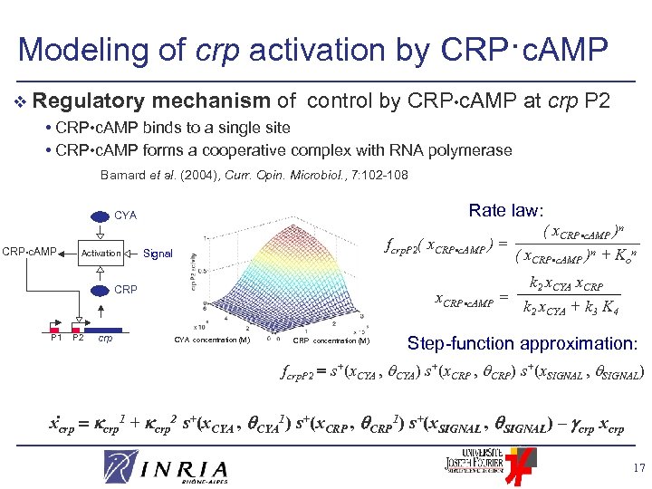 Modeling of crp activation by CRP·c. AMP v Regulatory mechanism of control by CRP