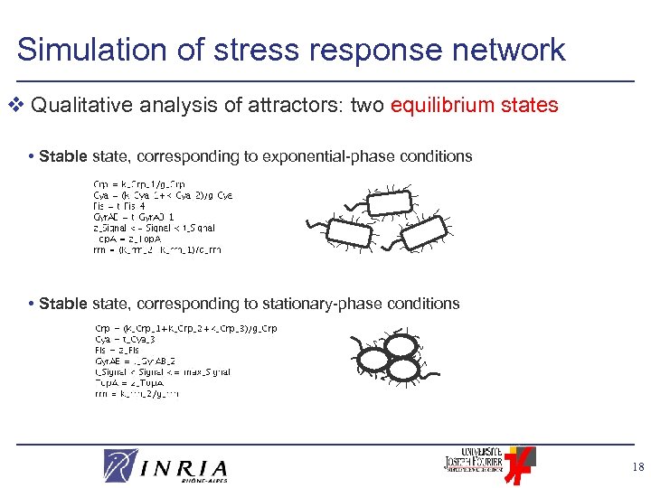 Simulation of stress response network v Qualitative analysis of attractors: two equilibrium states •