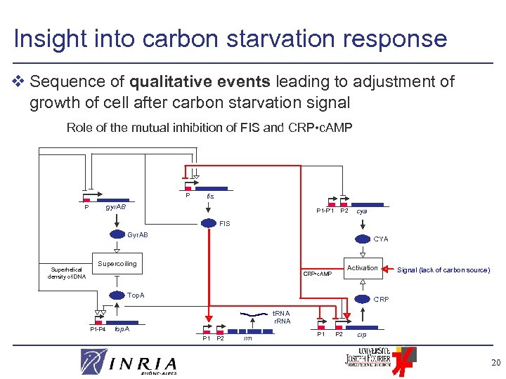 Insight into carbon starvation response v Sequence of qualitative events leading to adjustment of