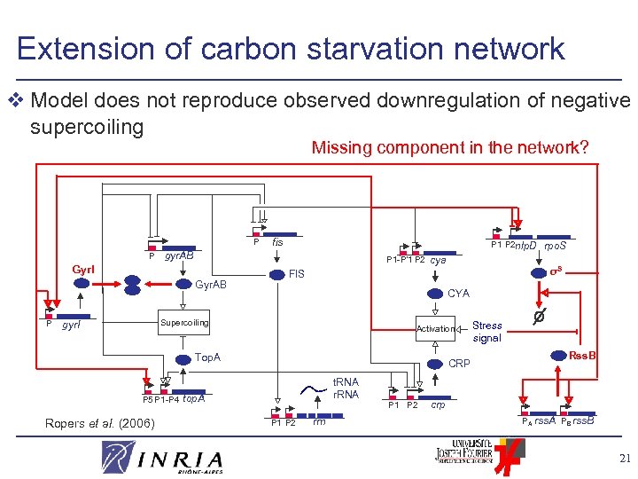 Extension of carbon starvation network v Model does not reproduce observed downregulation of negative
