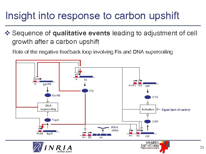 Insight into response to carbon upshift v Sequence of qualitative events leading to adjustment