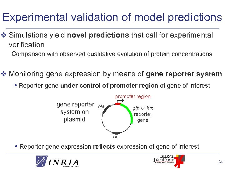 Experimental validation of model predictions v Simulations yield novel predictions that call for experimental