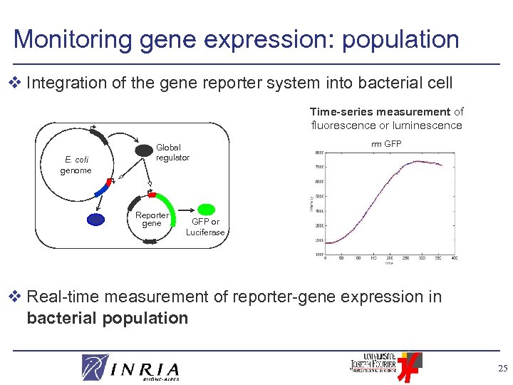Monitoring gene expression: population v Integration of the gene reporter system into bacterial cell