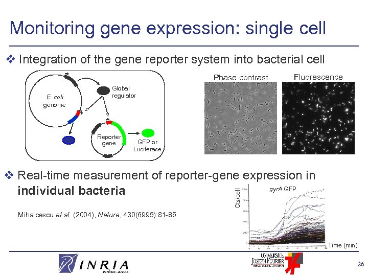 Monitoring gene expression: single cell v Integration of the gene reporter system into bacterial