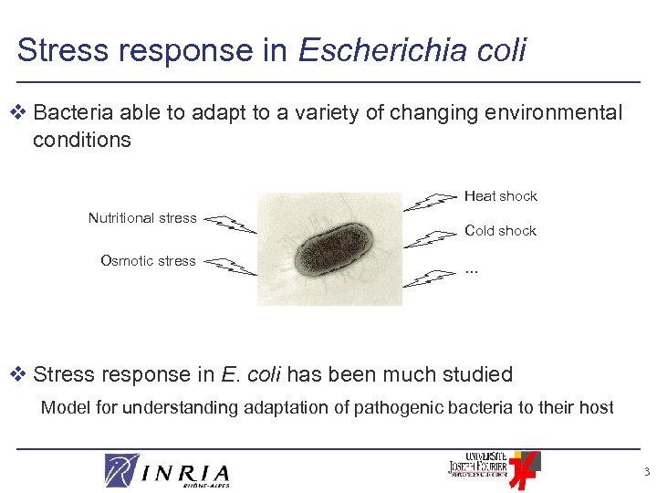 Stress response in Escherichia coli v Bacteria able to adapt to a variety of