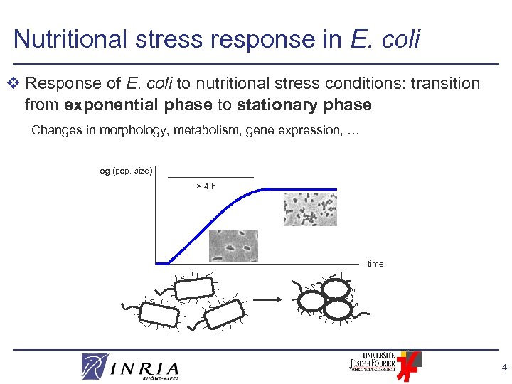 Nutritional stress response in E. coli v Response of E. coli to nutritional stress