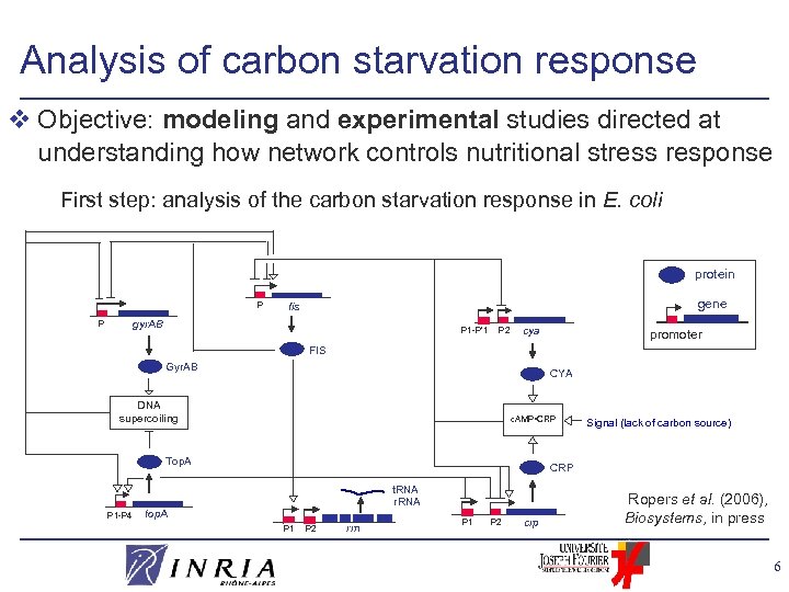 Analysis of carbon starvation response v Objective: modeling and experimental studies directed at understanding
