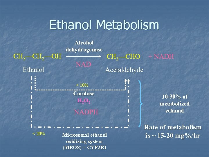 Ethanol Metabolism CH 3—CH 2—OH Ethanol Alcohol dehydrogenase NAD CH 3—CHO + NADH Acetaldehyde