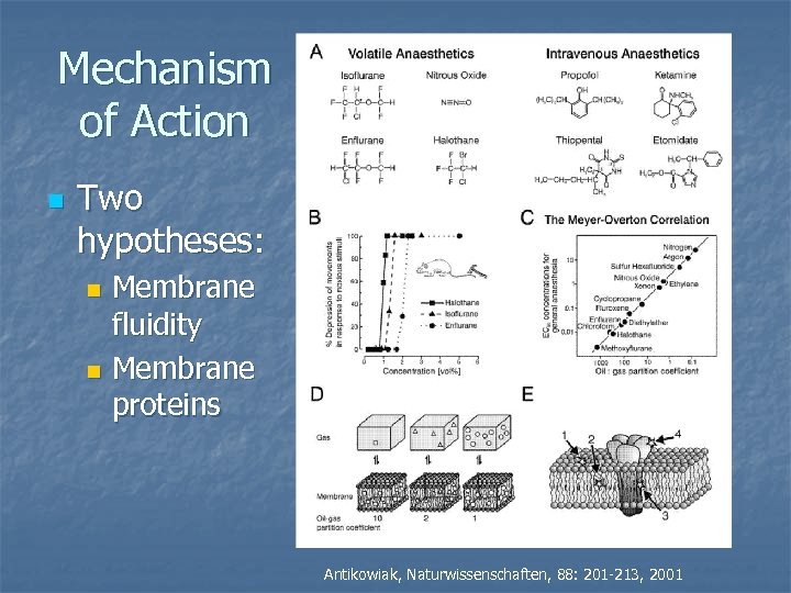 Mechanism of Action n Two hypotheses: Membrane fluidity n Membrane proteins n Antikowiak, Naturwissenschaften,