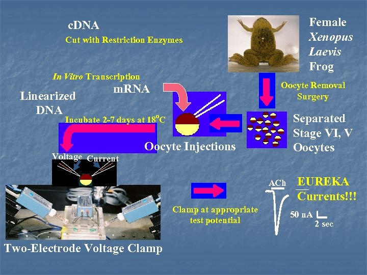 Female Xenopus Laevis Frog c. DNA Cut with Restriction Enzymes In Vitro Transcription Linearized