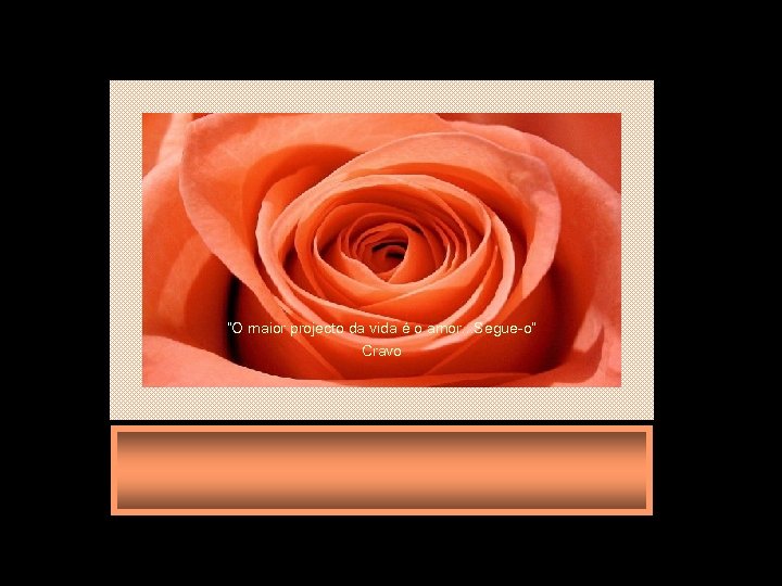 “O maior projecto da vida é o amor. . . Segue-o” Cravo 