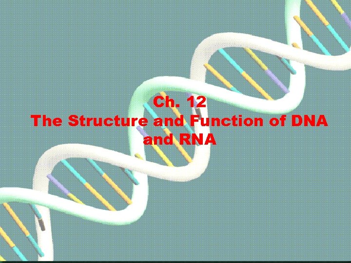 Ch. 12 The Structure and Function of DNA and RNA Go to Section: 