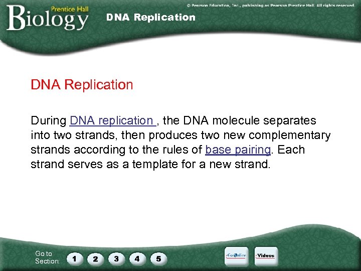 DNA Replication During DNA replication , the DNA molecule separates into two strands, then