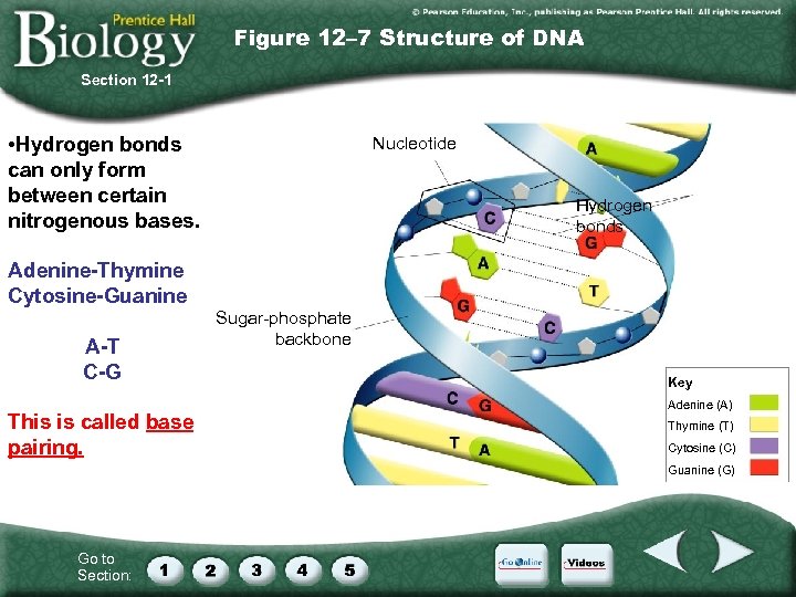 Figure 12– 7 Structure of DNA Section 12 -1 • Hydrogen bonds can only