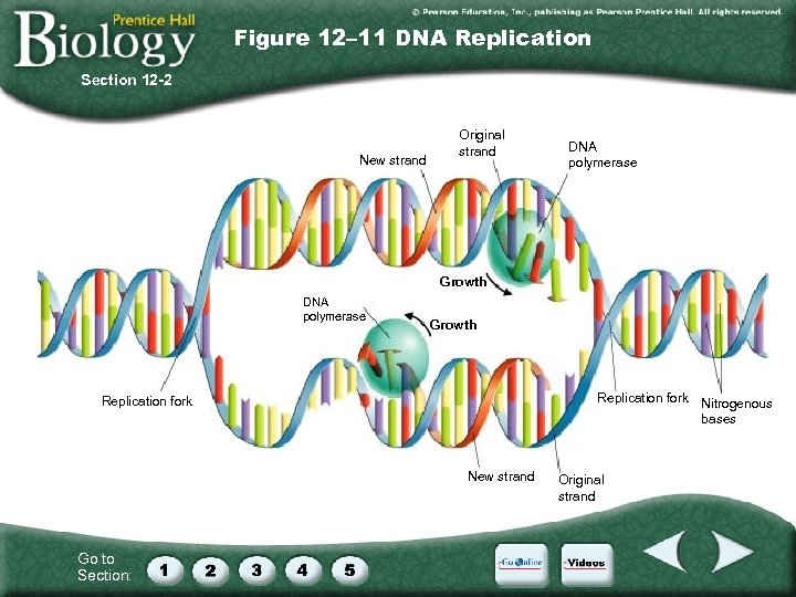 Figure 12– 11 DNA Replication Section 12 -2 New strand Original strand DNA polymerase