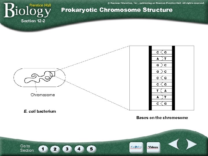 Prokaryotic Chromosome Structure Section 12 -2 Chromosome E. coli bacterium Bases on the chromosome