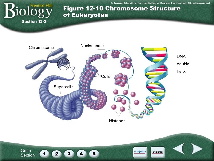 Figure 12 -10 Chromosome Structure of Eukaryotes Section 12 -2 Chromosome Nucleosome DNA double