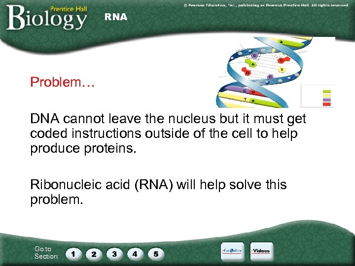 RNA Problem… DNA cannot leave the nucleus but it must get coded instructions outside