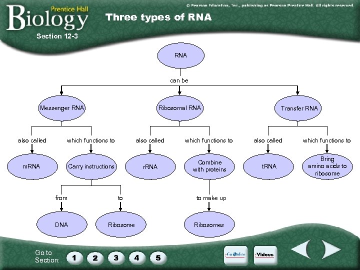 Three types of RNA Section 12 -3 RNA can be Messenger RNA also called