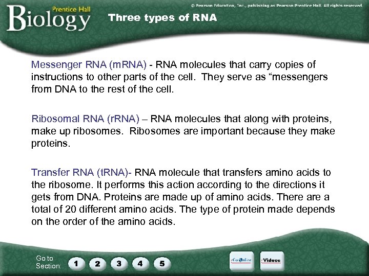 Three types of RNA Messenger RNA (m. RNA) - RNA molecules that carry copies