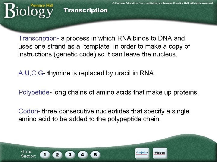 Transcription- a process in which RNA binds to DNA and uses one strand as