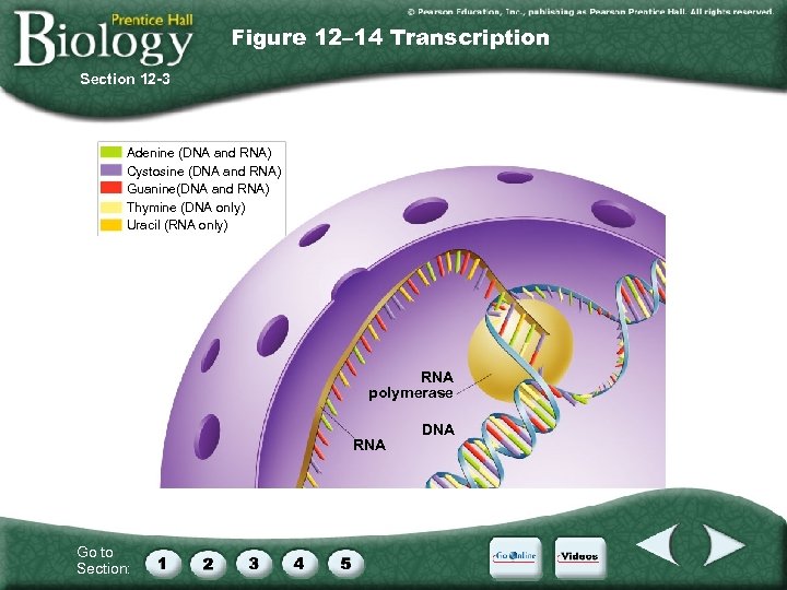 Figure 12– 14 Transcription Section 12 -3 Adenine (DNA and RNA) Cystosine (DNA and