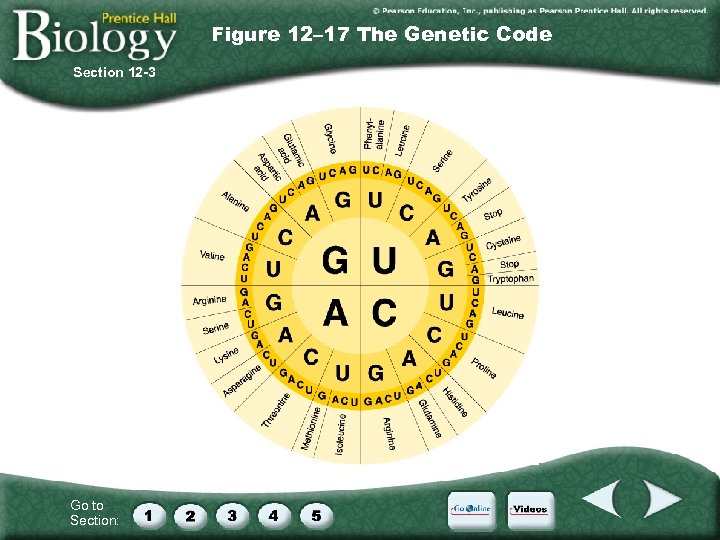 Figure 12– 17 The Genetic Code Section 12 -3 Go to Section: 