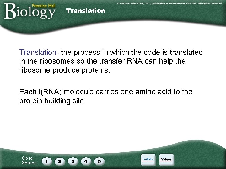 Translation- the process in which the code is translated in the ribosomes so the