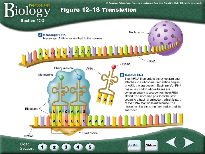 Figure 12– 18 Translation Section 12 -3 Go to Section: 