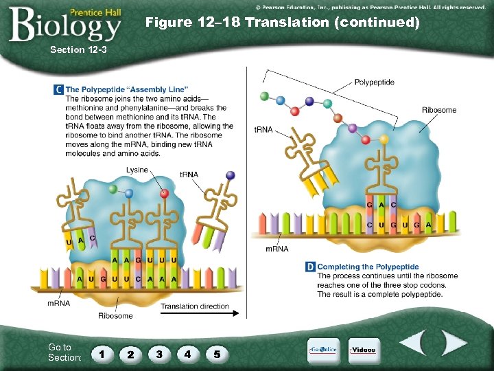 Figure 12– 18 Translation (continued) Section 12 -3 Go to Section: 