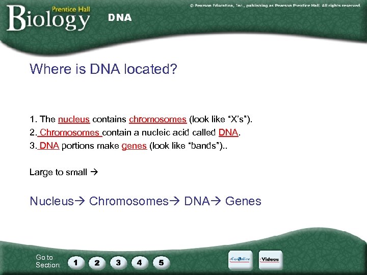 DNA Where is DNA located? 1. The nucleus contains chromosomes (look like “X’s”). 2.