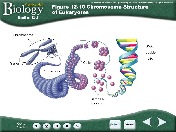 Figure 12 -10 Chromosome Structure of Eukaryotes Section 12 -2 Chromosome DNA double helix