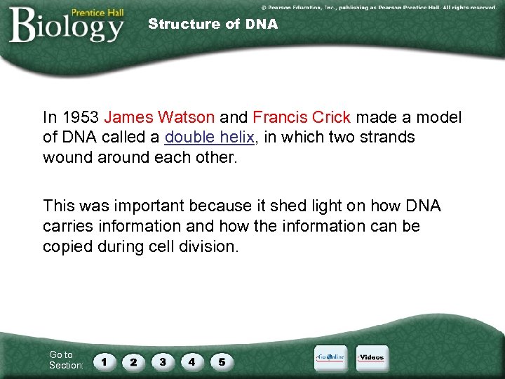 Structure of DNA In 1953 James Watson and Francis Crick made a model of