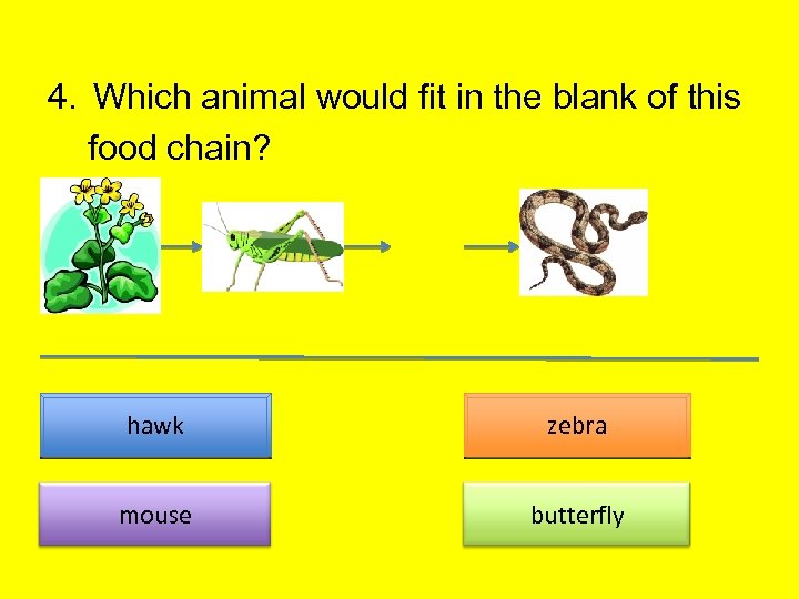 4. Which animal would fit in the blank of this food chain? ? hawk