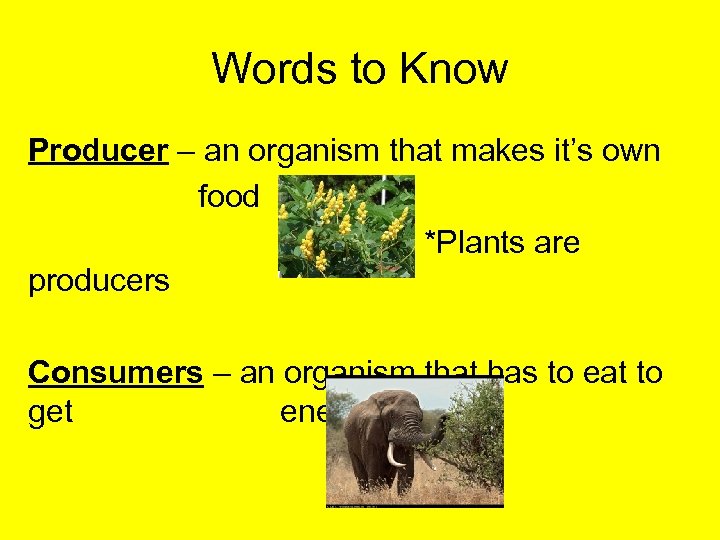 Words to Know Producer – an organism that makes it’s own food *Plants are